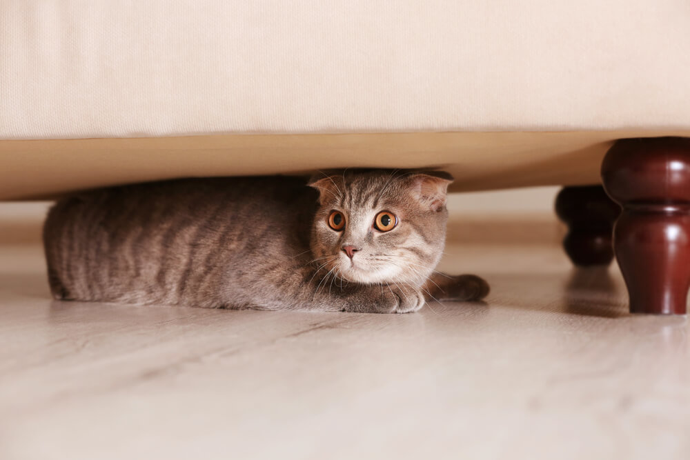 Artwork for Cat Under the Bed