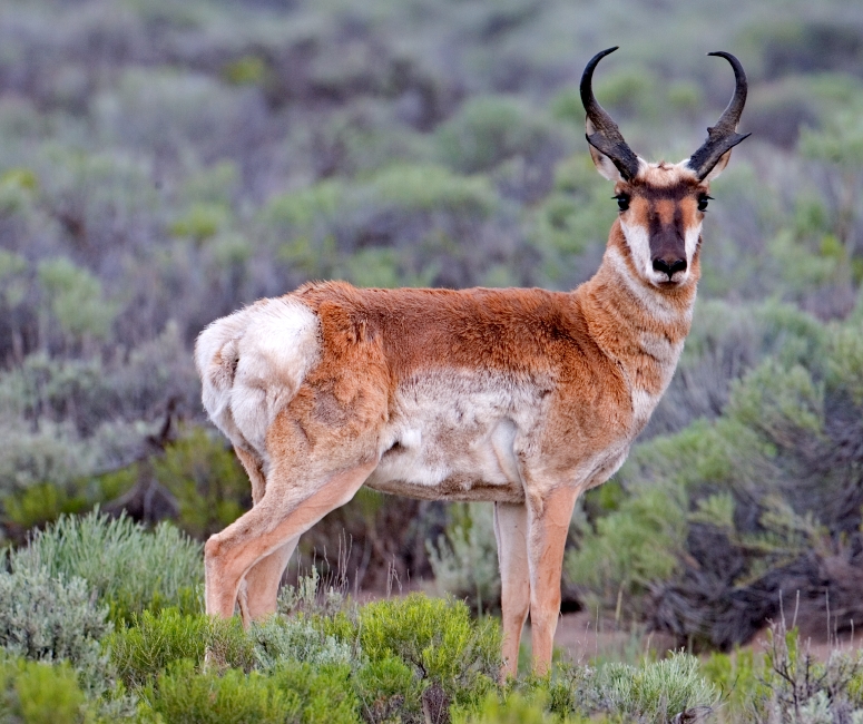 Artwork for Pronghorn
