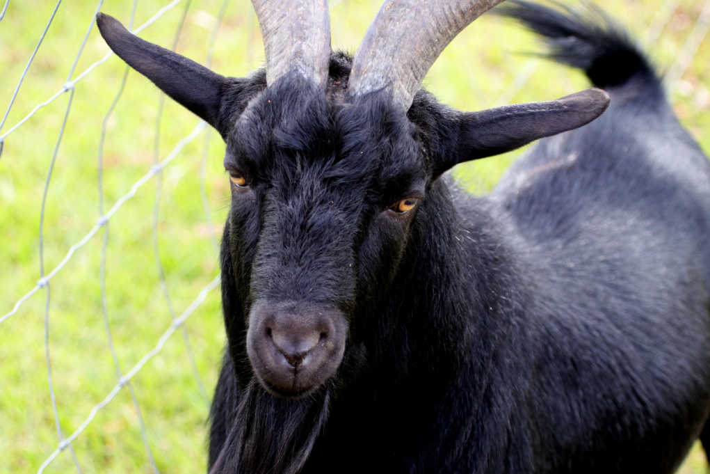 Artwork for Black Goat