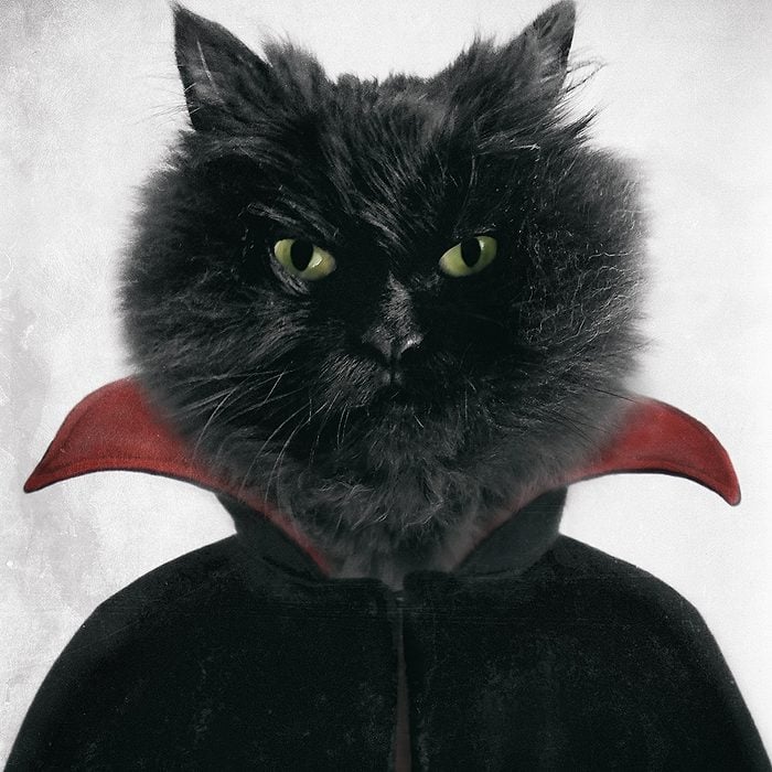 Artwork for The Black Cat