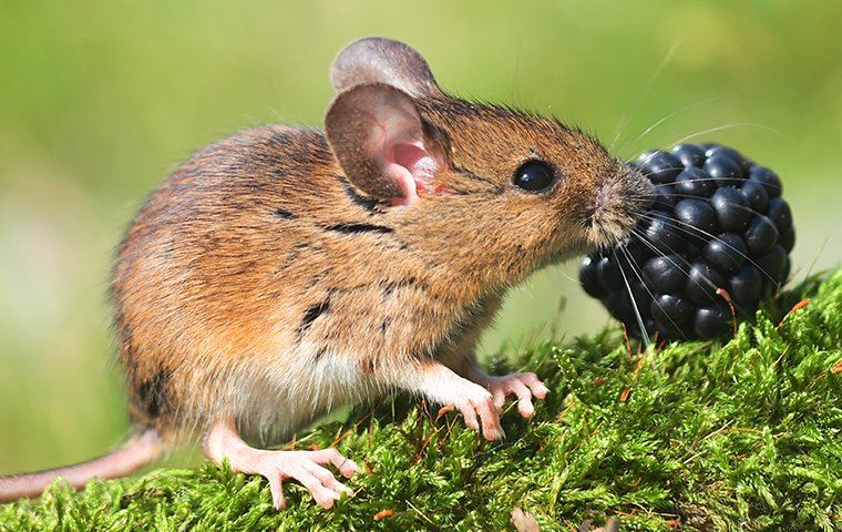 Artwork for Field Mice
