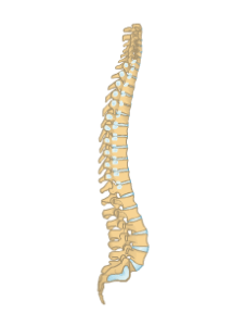 Artwork for Vertebrae