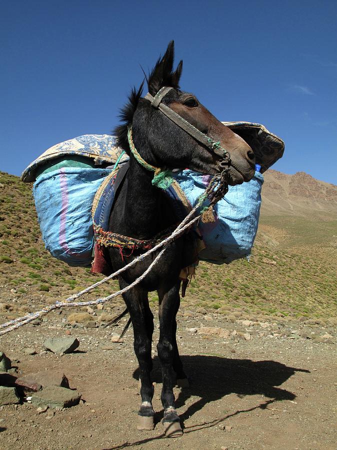 Artwork for Pack Mule