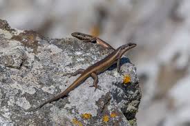 Artwork for Skink