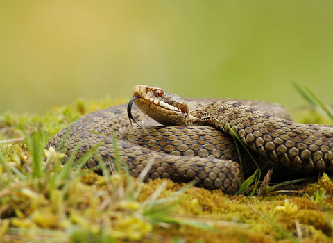 Artwork for The Adder