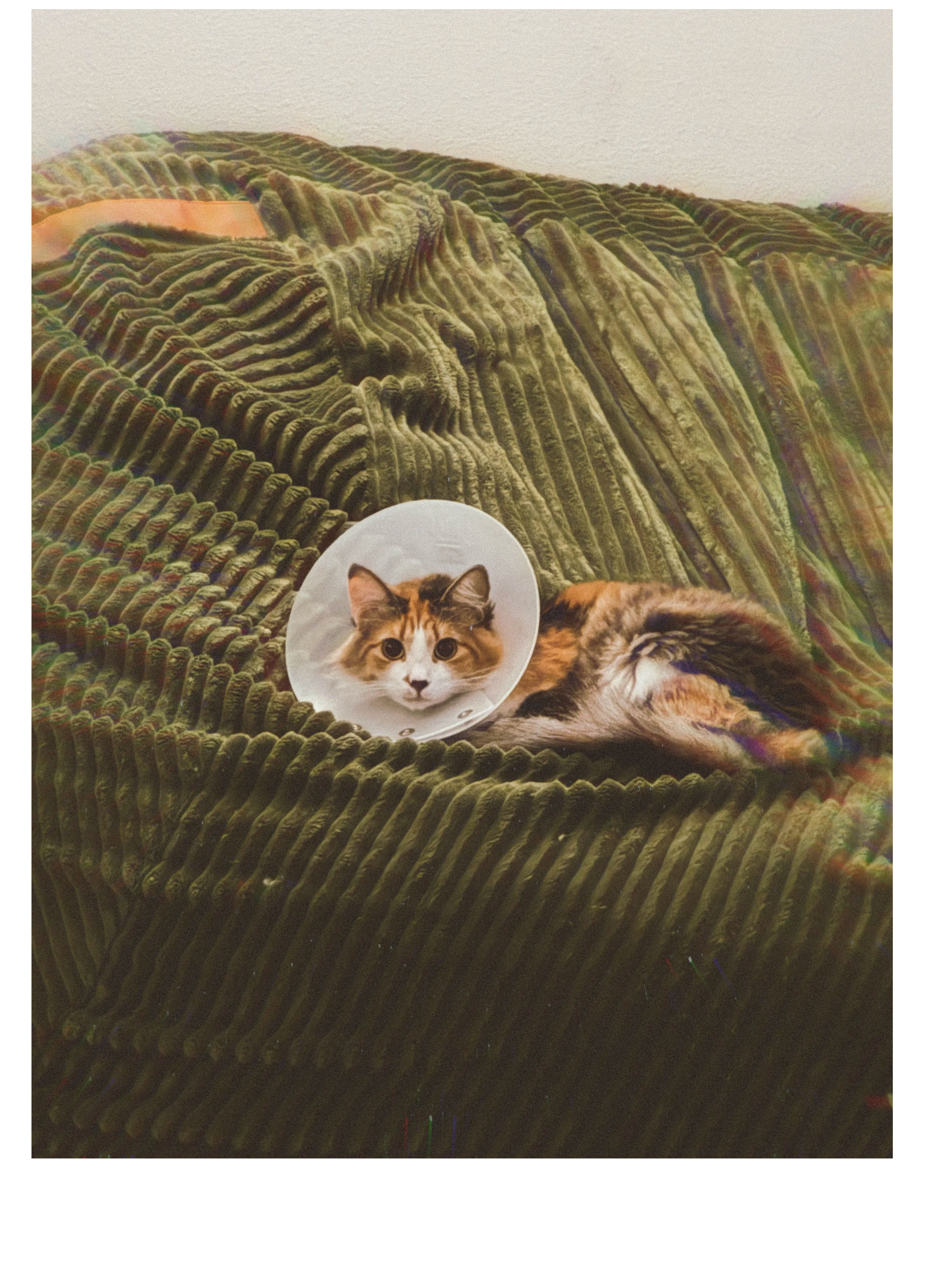Artwork for Daisy, Impaired