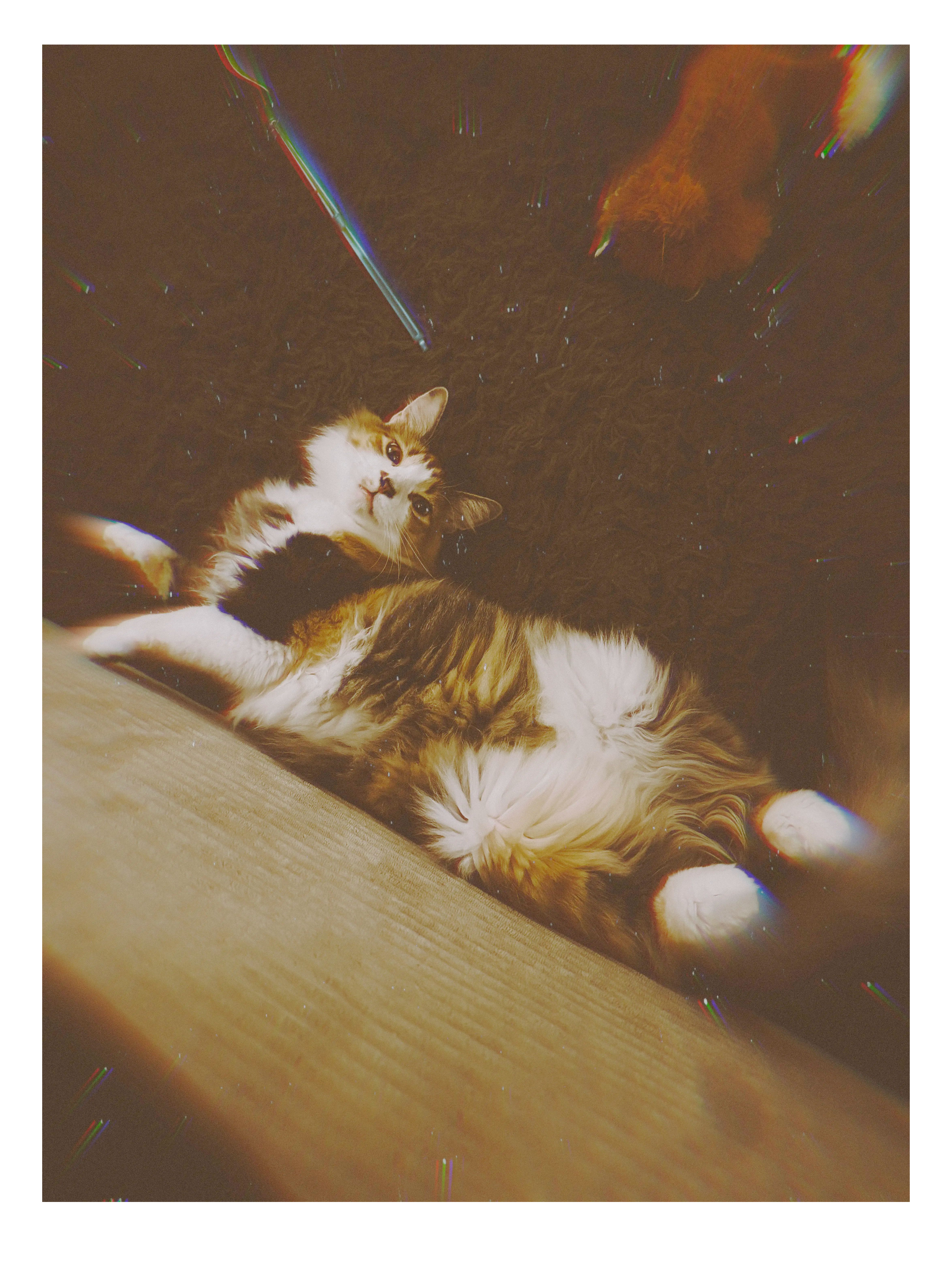 Artwork for Daisy, Sprawler