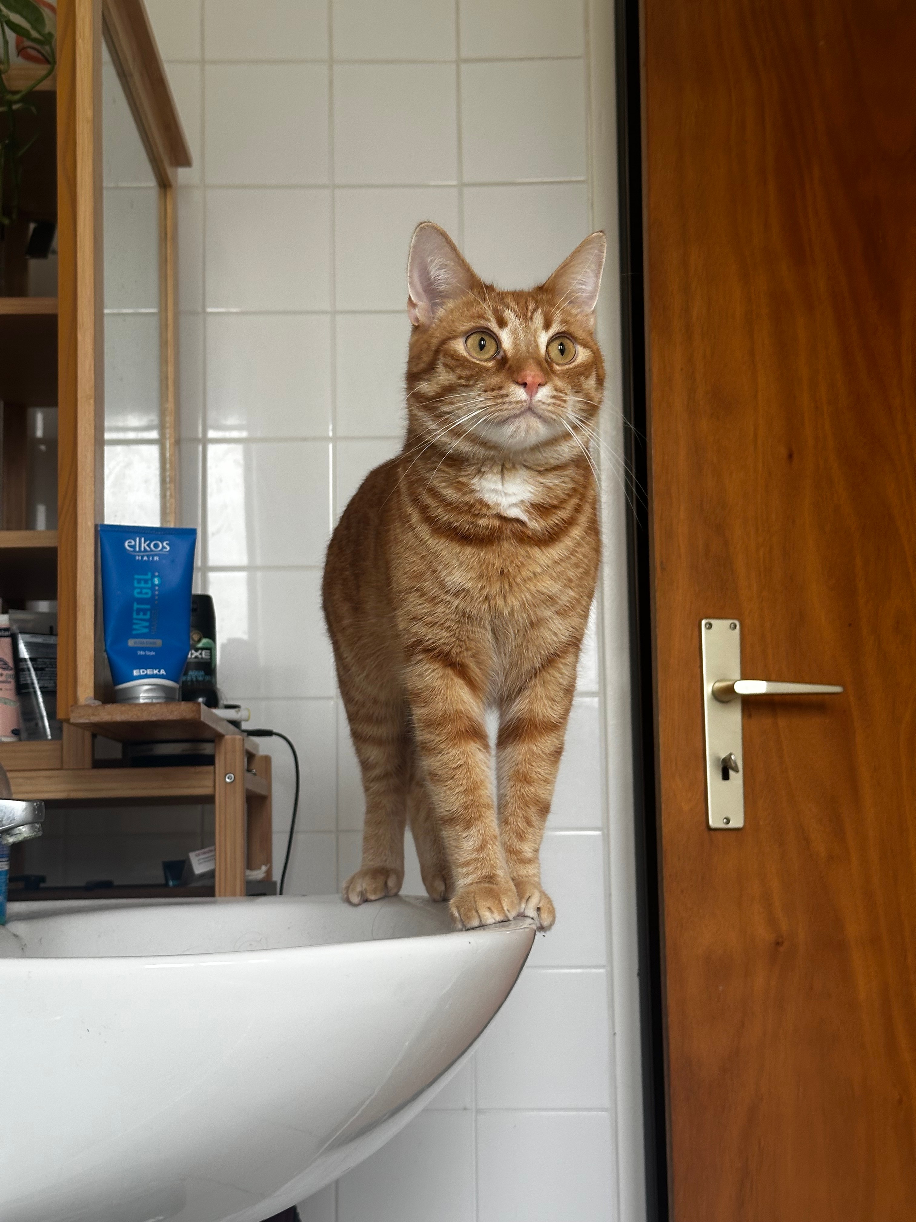 Artwork for Cat